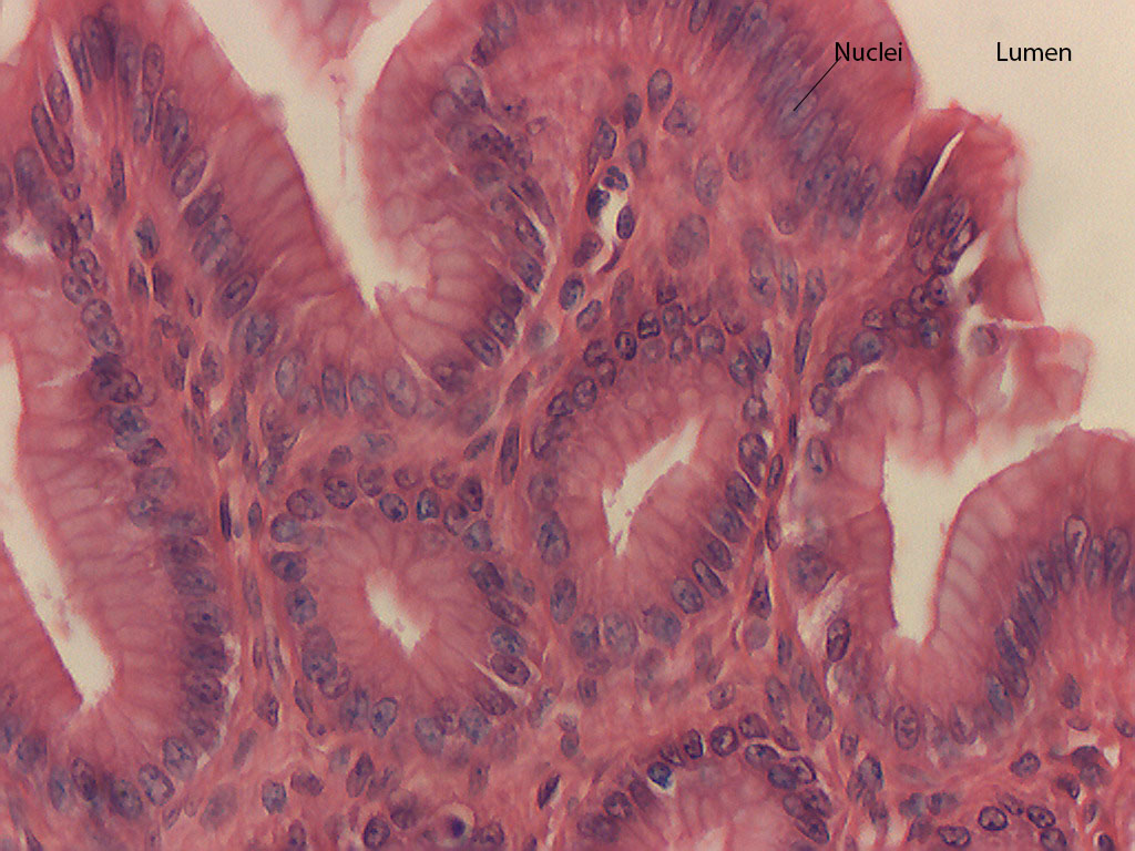 Simple Columnar Epithelium Tissue Found